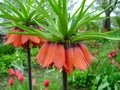 Blooming crown imperial in spring garden. Crown imperial fritillary Fritillaria imperialis flowers Royalty Free Stock Photo