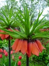 Blooming crown imperial in spring garden. Crown imperial fritillary Fritillaria imperialis flowers Royalty Free Stock Photo