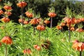 Blooming crown imperial in spring garden. Fritillaria imperialis.