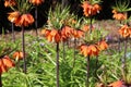 Blooming crown imperial in spring garden. Fritillaria imperialis.