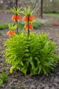 Blooming crown imperial in spring garden. Crown imperial fritillary Fritillaria imperialis flowers. Orange crown imperial flowers Royalty Free Stock Photo