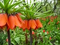 Blooming crown imperial in spring garden. Crown imperial fritillary Fritillaria imperialis flowers.