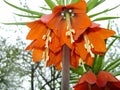 Blooming crown imperial in spring garden. Crown imperial fritillary Fritillaria imperialis flowers. Royalty Free Stock Photo
