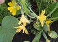 Blooming cucumber close-up with selective focus, yellow cucumber flower and small cucumbers among green leaves Royalty Free Stock Photo