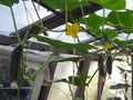 Blooming cucumber flowers and green cucumber vegetables in a greenhouse
