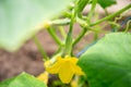 Blooming cucumber plant,yellow female flower with tiny cucumber ovary in polycarbonate greenhouse, eco vegetables Royalty Free Stock Photo