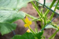 Blooming cucumber plant,yellow female flower with tiny cucumber ovary in polycarbonate greenhouse, eco vegetables Royalty Free Stock Photo