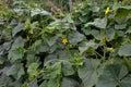 blooming cucumber vines on a trellis in a summer garden Royalty Free Stock Photo