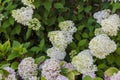 Blooming cultivar panicled hydrangea Hydrangea paniculata in the summer evening garden. Royalty Free Stock Photo