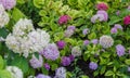 Blooming cultivar panicled hydrangea Hydrangea paniculata in the summer evening garden. Royalty Free Stock Photo