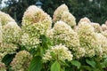 Blooming cultivar panicled hydrangea Hydrangea paniculata in the summer evening garden Royalty Free Stock Photo