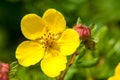 Blooming cultivar shrubby cinquefoil Dasiphora fruticosa `Goldfinger` Royalty Free Stock Photo