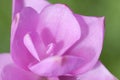Blooming curcuma Royalty Free Stock Photo