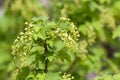 Blooming currant. Bright green young foliage