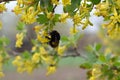 Blooming currant and bumblebee on flowers Royalty Free Stock Photo