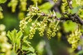 Blooming current plant in garden spring time. Royalty Free Stock Photo