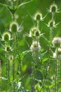 Blooming cutleaf teasel - dipsacus laciniatus - on a sunny day as a natural summer background