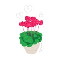 Blooming cyclamen in a pot isolated on white Royalty Free Stock Photo