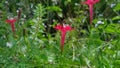 Blooming Cypres Vine in the Field