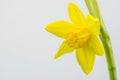 Blooming daffodil