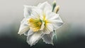 Blooming Daffodil: A Delicate and Joyful Watercolor Painting