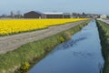 Blooming daffodil field