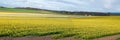 Blooming daffodil field in spring near Aberdeen in North East Scotland