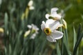 Blooming daffodil flower