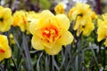 Blooming daffodil in the garden outside