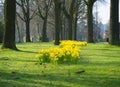 blooming yellow daffodils Royalty Free Stock Photo