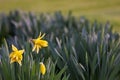 Blooming daffodils in a garden in spring Royalty Free Stock Photo