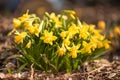 Blooming daffodils in the garden in spring Royalty Free Stock Photo