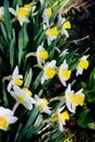 Blooming daffodils in the garden, spring flowers.