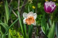 Blooming daffodils grow in the garden. Spring gardening, outdoor concept background, floral style Royalty Free Stock Photo