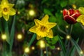 Blooming daffodils grow in the garden. Spring gardening, outdoor concept background, floral style Royalty Free Stock Photo