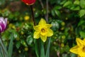 Blooming daffodils grow in the garden. Spring gardening, outdoor concept background, floral style Royalty Free Stock Photo