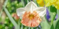 Blooming daffodils grow in the garden. Spring gardening, outdoor concept background, floral style Royalty Free Stock Photo