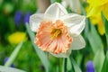 Blooming daffodils grow in the garden. Spring gardening, outdoor concept background, floral style Royalty Free Stock Photo