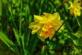 Blooming daffodils grow in the garden. Spring gardening, outdoor concept background, floral style Royalty Free Stock Photo