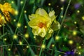 Blooming daffodils grow in the garden. Spring gardening, outdoor concept background, floral style Royalty Free Stock Photo