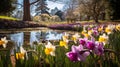 Blooming Daffodils: A Serene Park With Vibrant Purple And Pink Varieties Royalty Free Stock Photo
