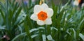 Blooming daffodils in spring on a flower bed