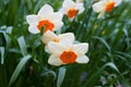 Blooming daffodils in spring on a flower bed