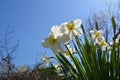 Blooming daffodils in spring garden. Beautiful white and yellow flowers on the background of clear blue sky Royalty Free Stock Photo