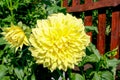 A blooming dahlia flower against a wooden brown fence background