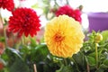 Blooming dahlia flowers - yellow and red colors