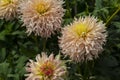 Blooming dahlia Hapet Champagne Royalty Free Stock Photo