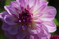 Morning Dahlia blooms 7