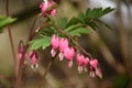 Pretty Dainty Pink Bleeding Heart Plant Flowering Royalty Free Stock Photo