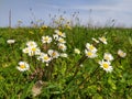 Blooming daisies in april